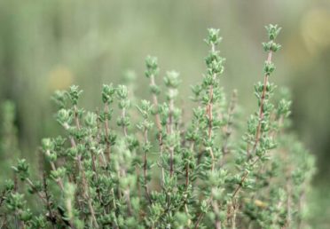 Thyme---Home-Page-web